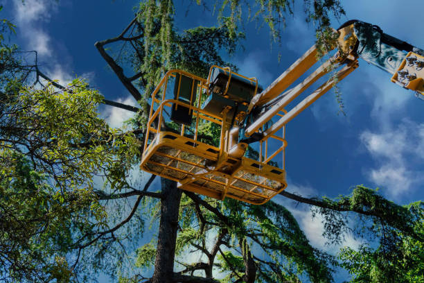 Emergency Storm Tree Removal in Rio Rancho Estates, NM